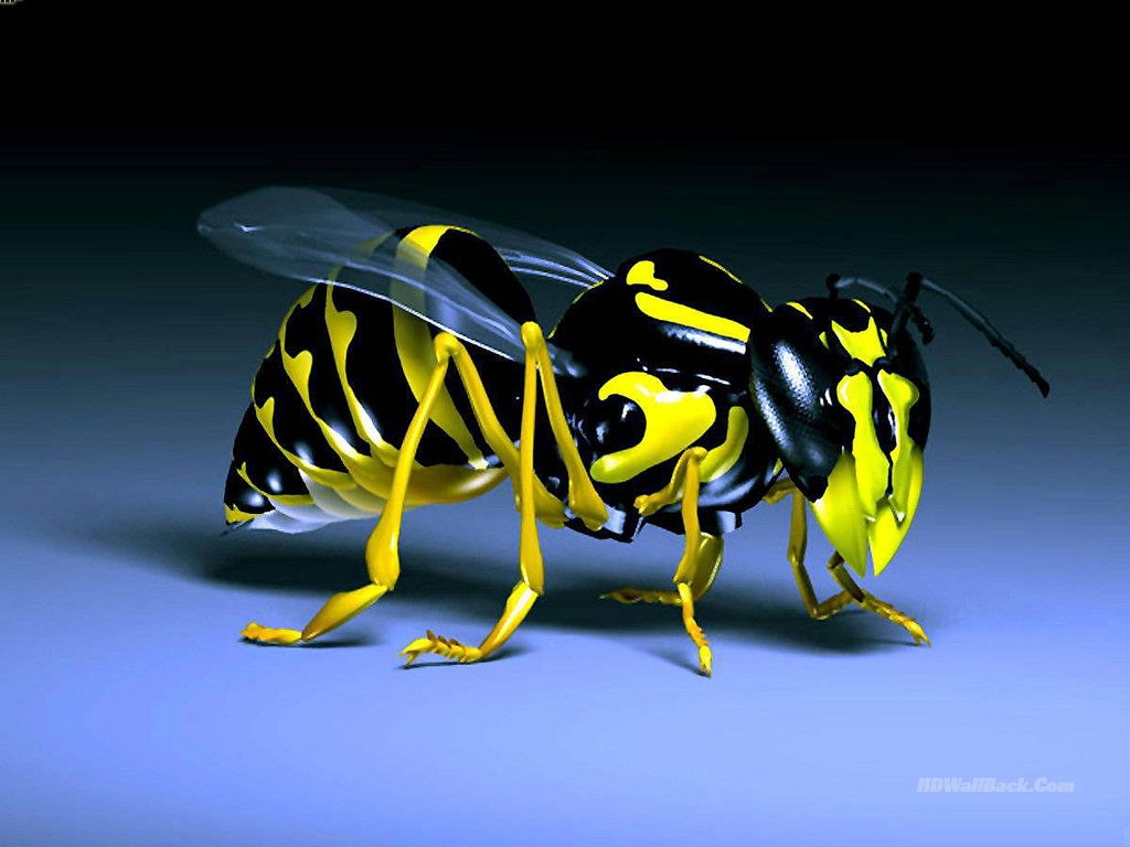 fond d'écran abstrait hd,insecte,abeille,guêpe,abeille,frelon