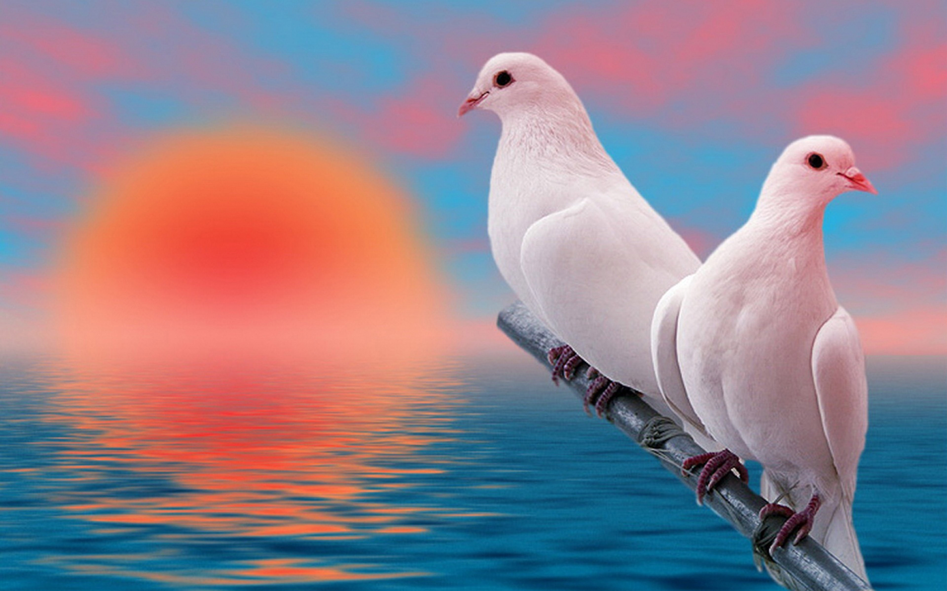 hd wallpapers for pc,bird,vertebrate,rock dove,beak,pigeons and doves