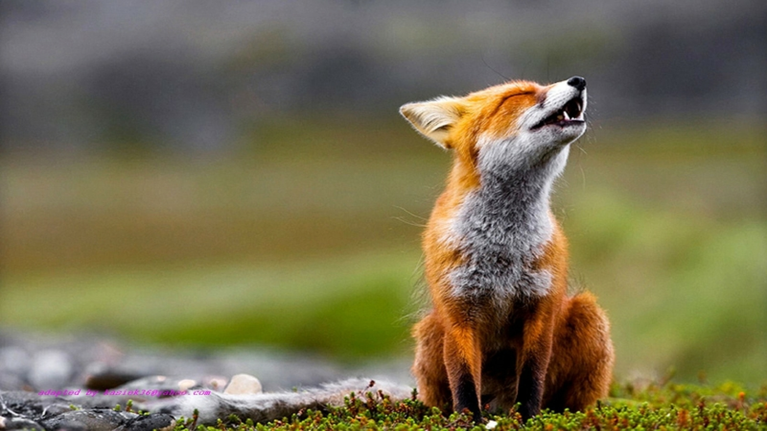 hd wallpapers for pc,mammal,red fox,vertebrate,fox,canidae