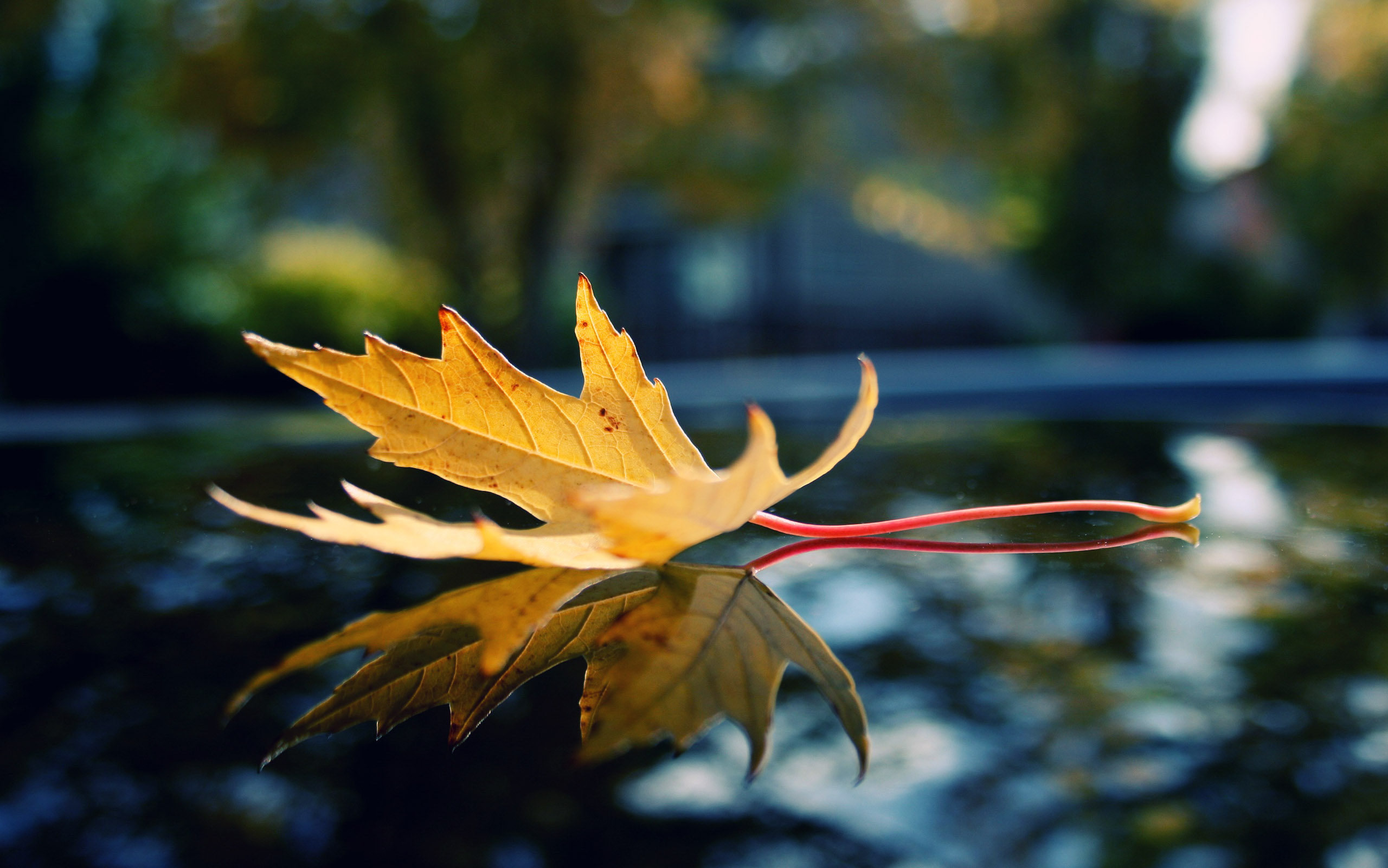 sfondi hd per pc,foglia,foglia di acero,albero,cielo,giallo