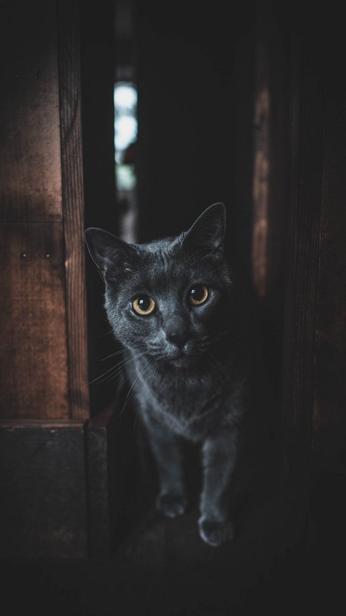 carta da parati a tema,gatto,gatti di piccola e media taglia,gatto nero,felidae,barba