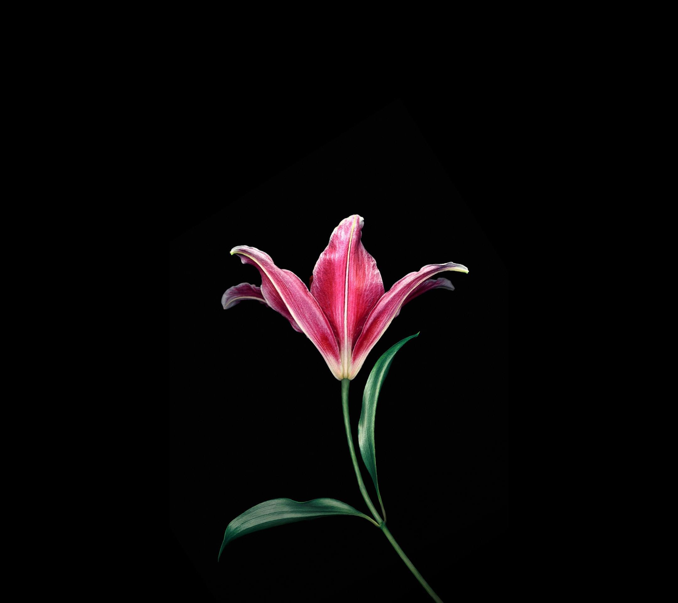 tema de fondo de pantalla,planta floreciendo,flor,pétalo,planta,rosado