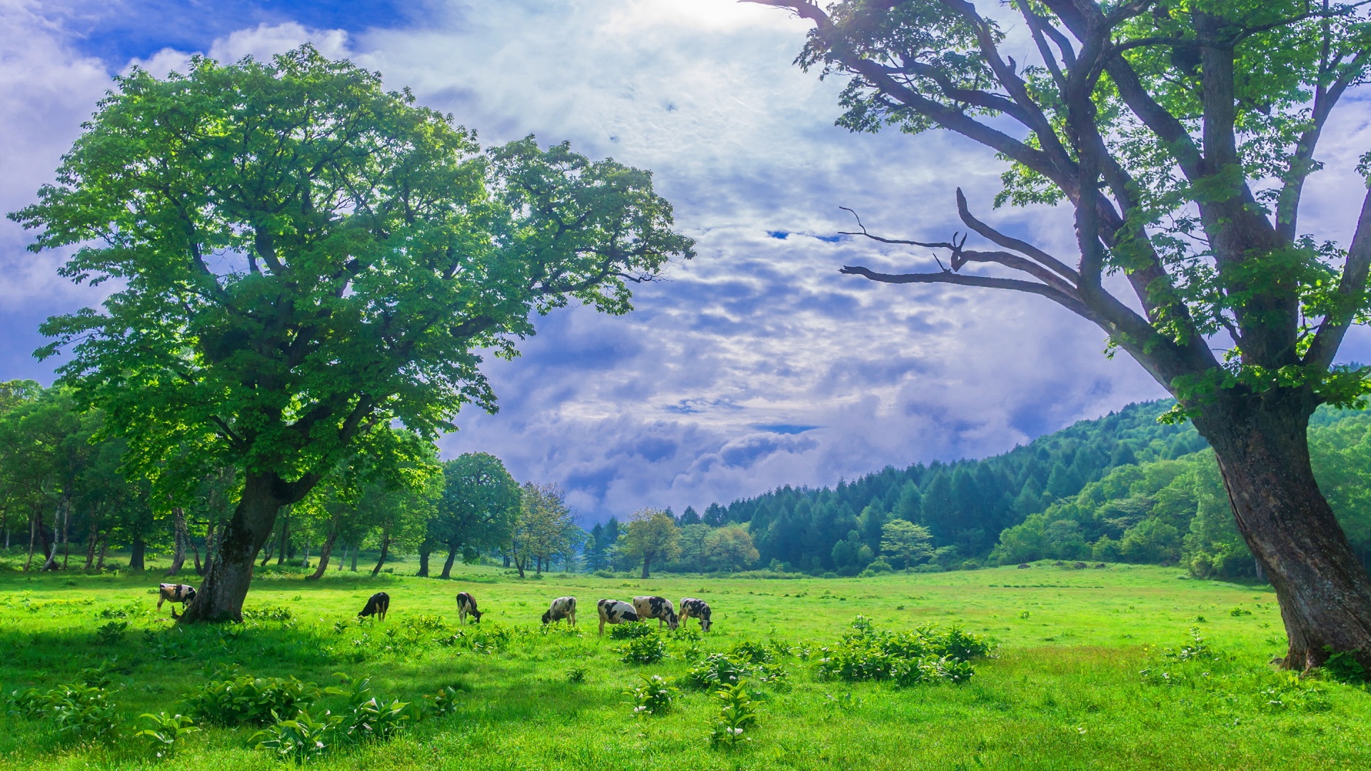 tema wallpaper,natural landscape,nature,green,grassland,pasture