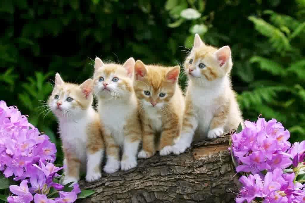 gambar wallpaper,cat,mammal,vertebrate,small to medium sized cats,felidae