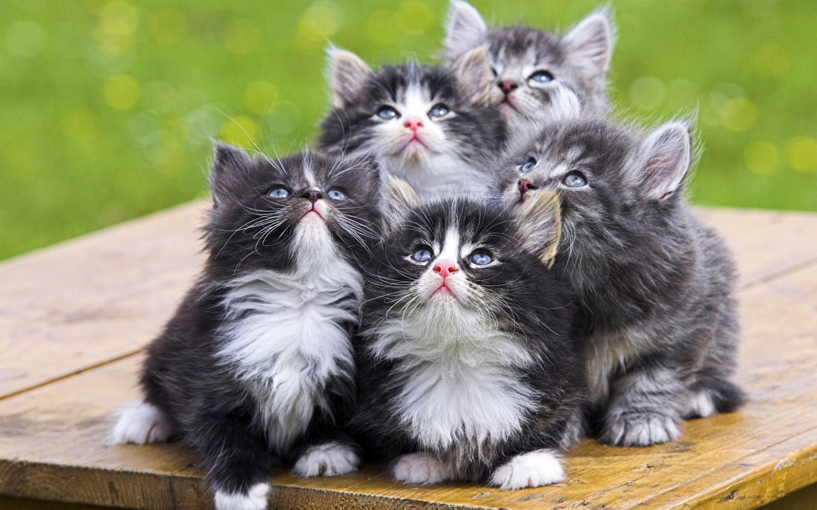 fond d'écran lucu,chat,chats de petite à moyenne taille,félidés,moustaches,chaton