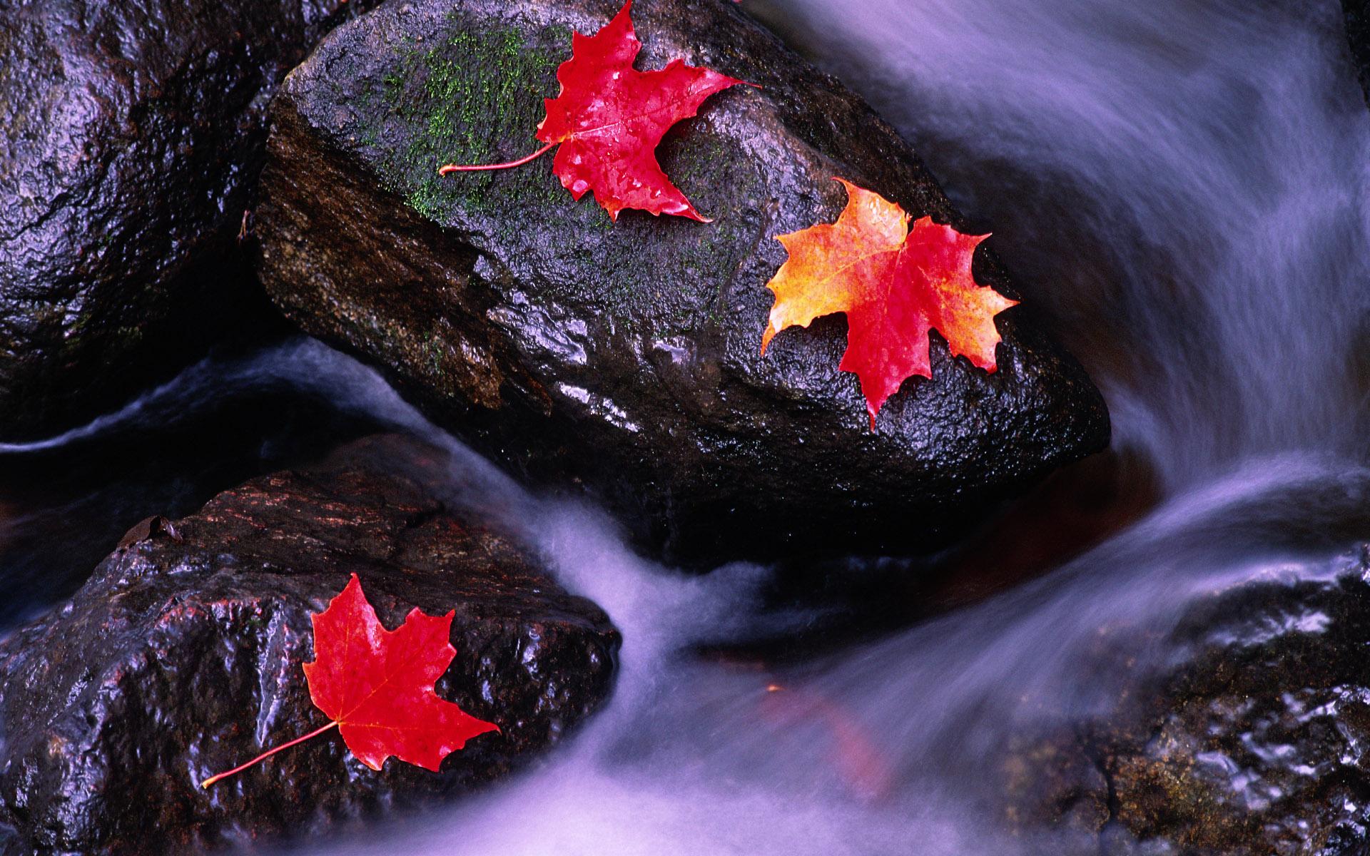 wallpaper canada,leaf,water,nature,red,maple leaf