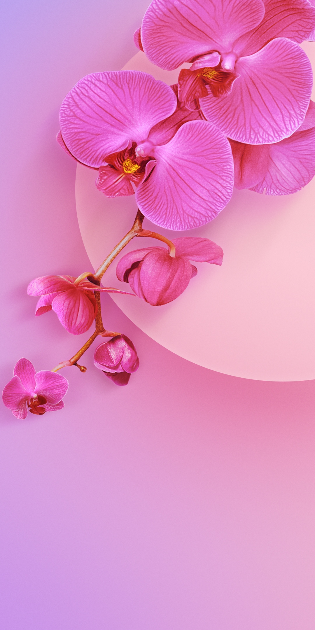 mi wallpaper,petal,pink,flower,moth orchid,plant