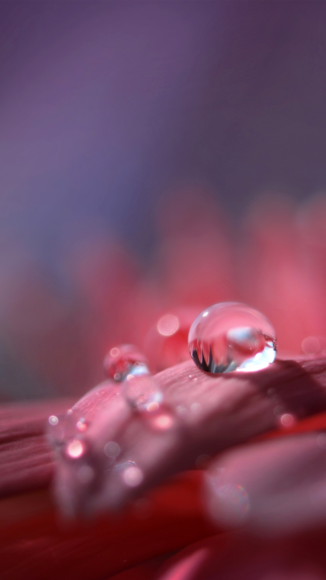 immagini di sfondo hd,acqua,macrofotografia,rosa,far cadere,rugiada