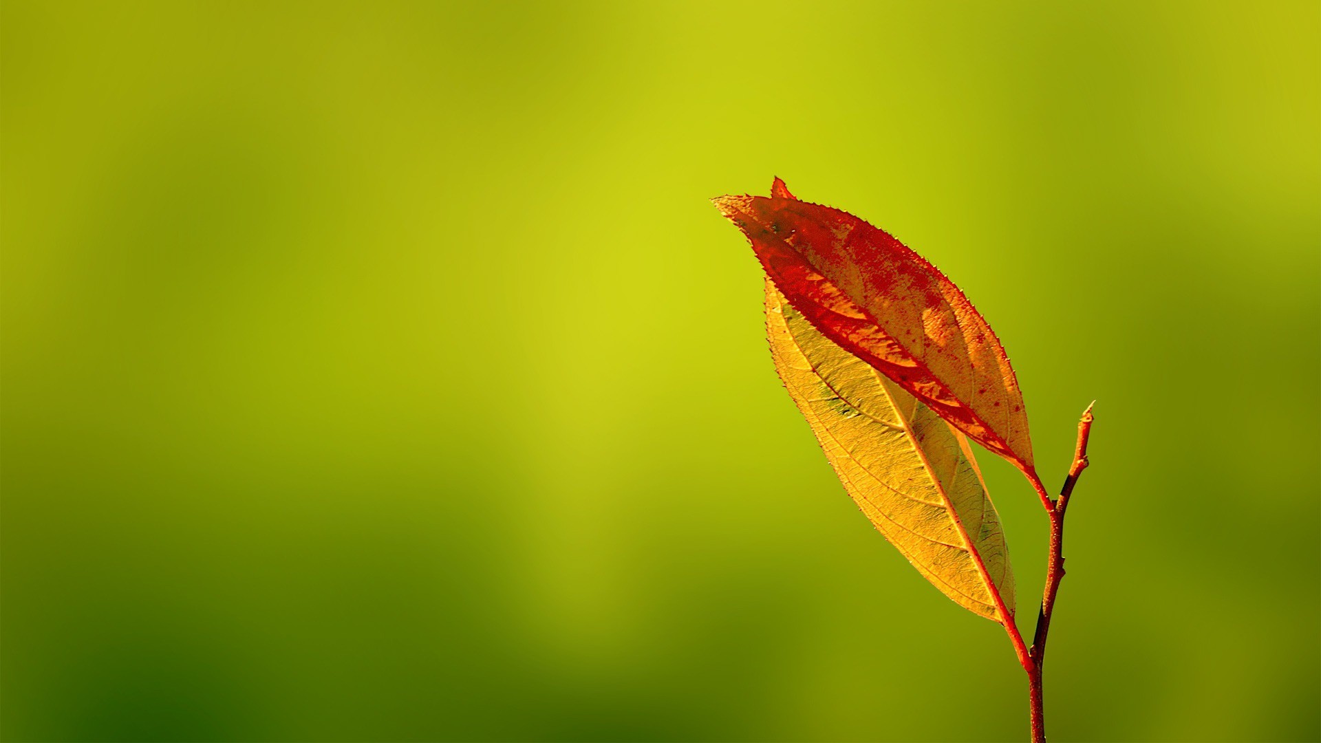 tapetenbilder hd,blatt,grün,rot,wasser,makrofotografie