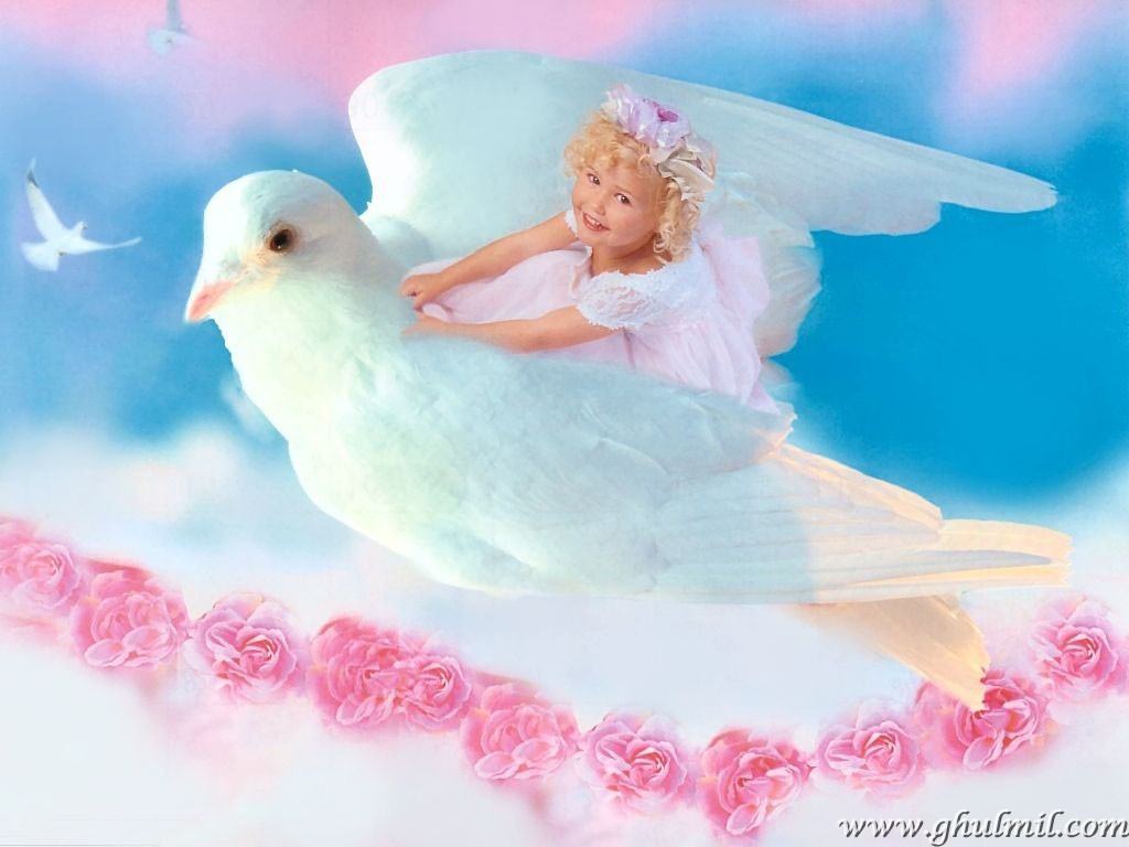 wallpaper images download,rock dove,bird,pigeons and doves,angel,peace
