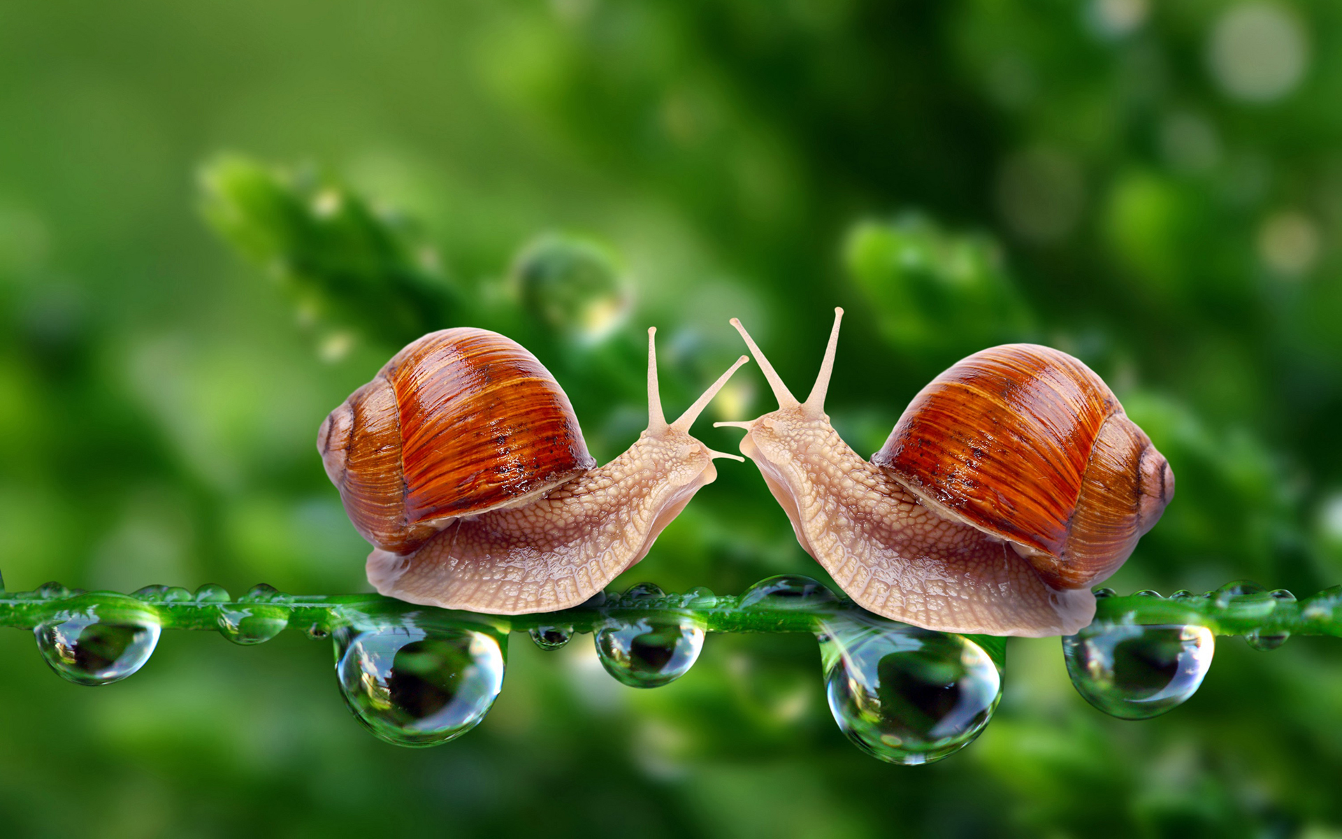 télécharger des images de fond d'écran,escargots et limaces,escargot,la nature,lymnaeidae,escargot de mer