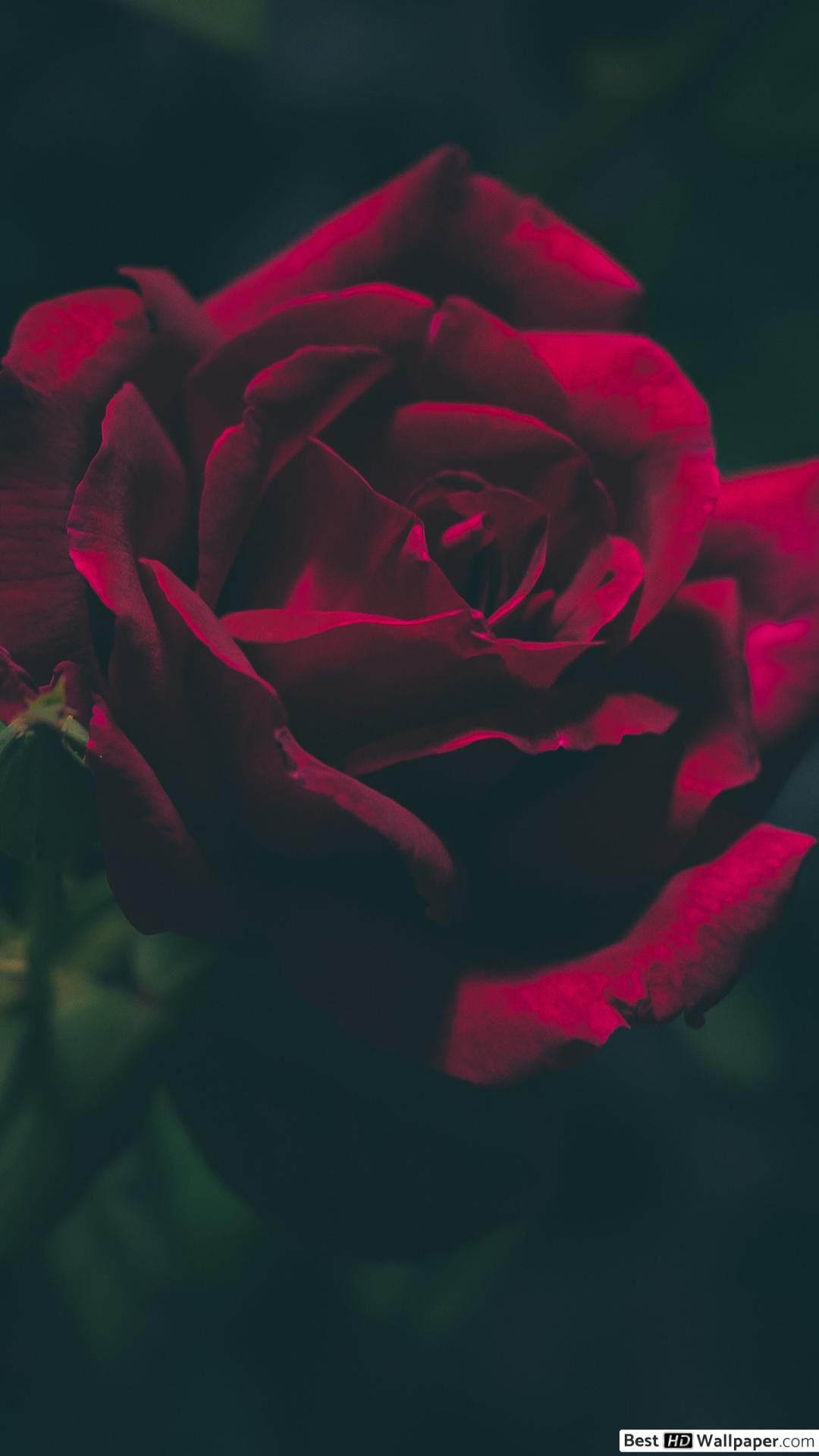 download di immagini di sfondi,rose da giardino,petalo,pianta fiorita,rosa,fiore