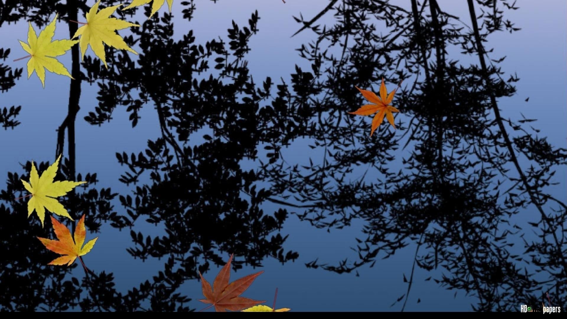 라이브 배경 화면 다운로드,하늘,잎,나무,자연,노랑