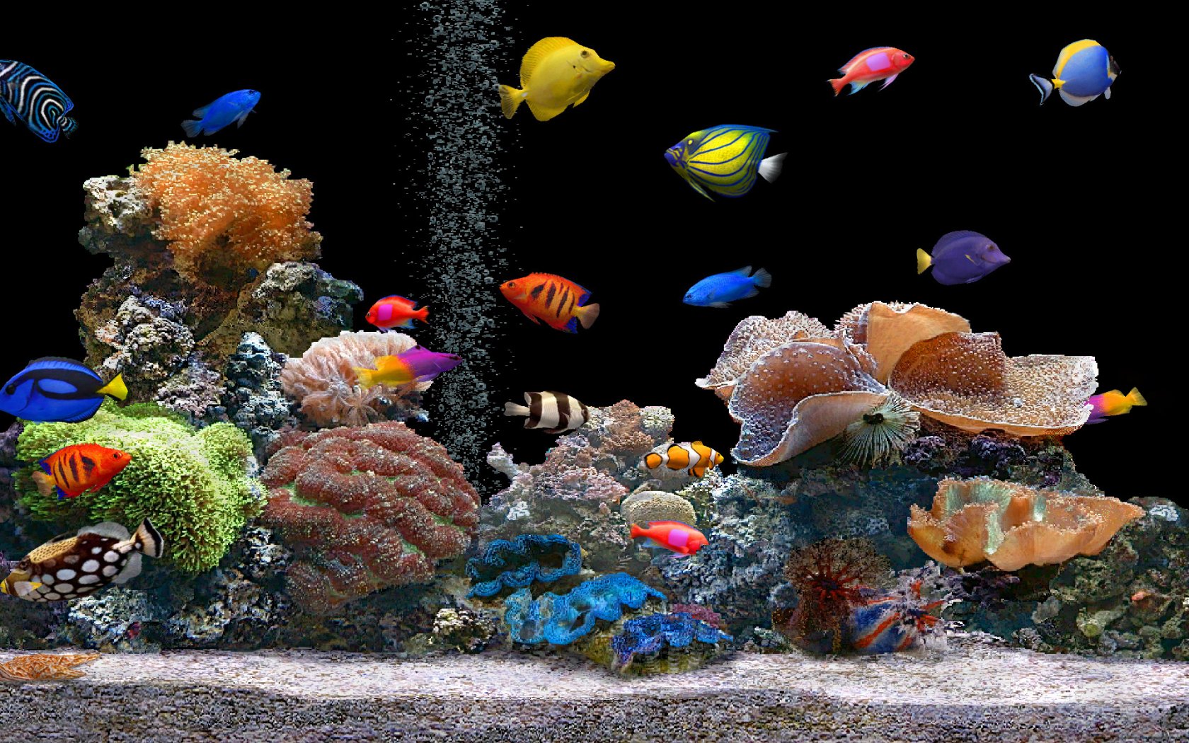 live wallpaper herunterladen,riff,korallenriff,steinkoralle,aquarium,meeresbiologie