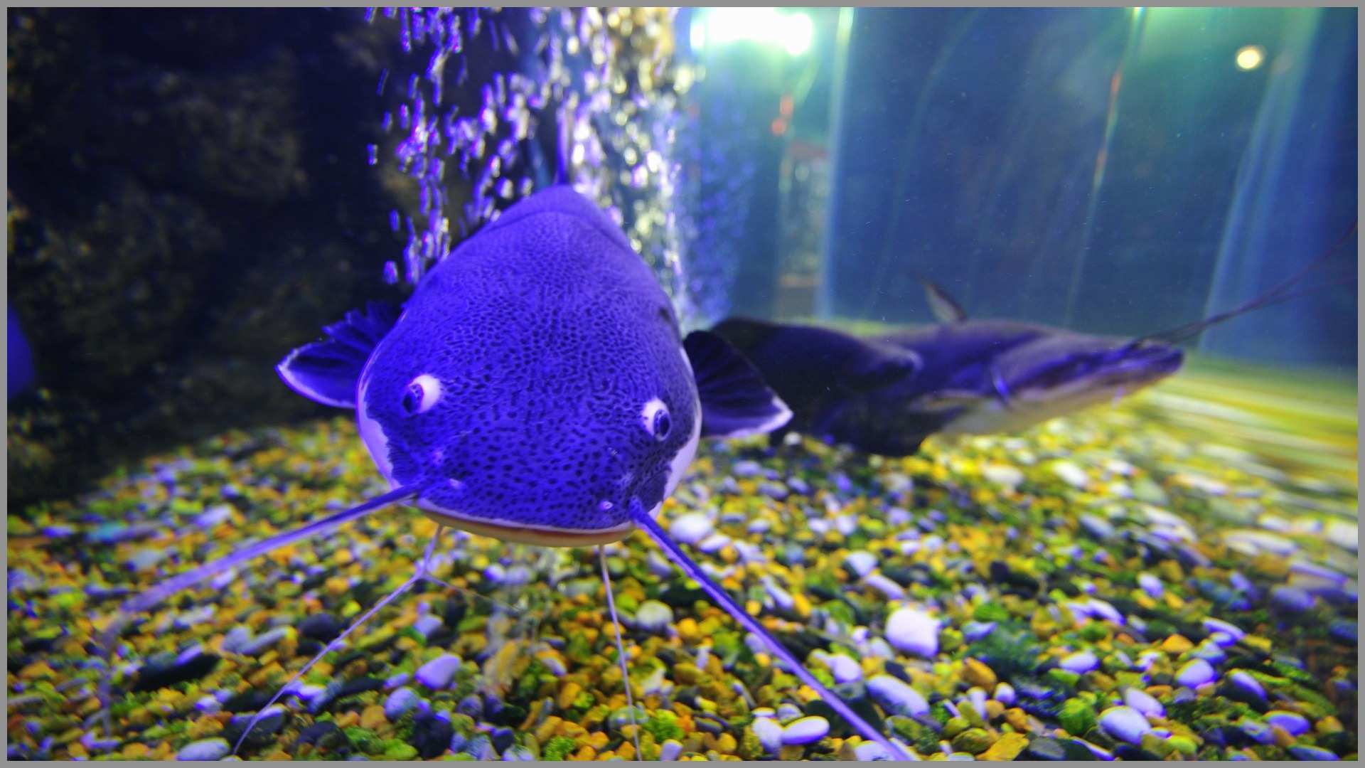 3d live wallpapers hd,blue,fish,majorelle blue,cobalt blue,fish