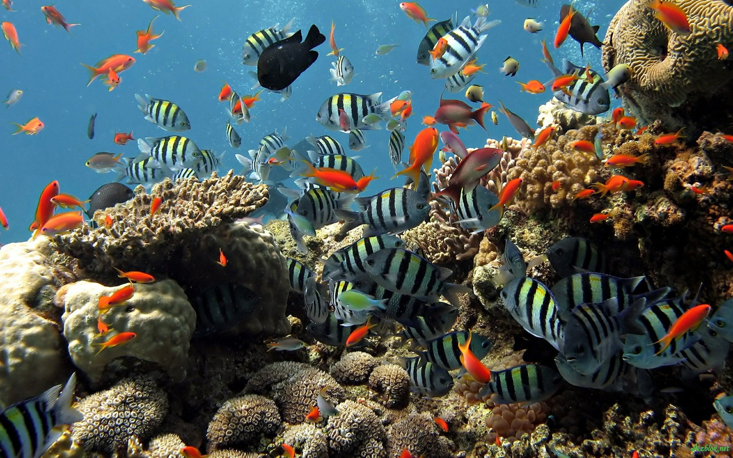 3d live wallpapers hd,reef,coral reef,coral reef fish,underwater,marine biology