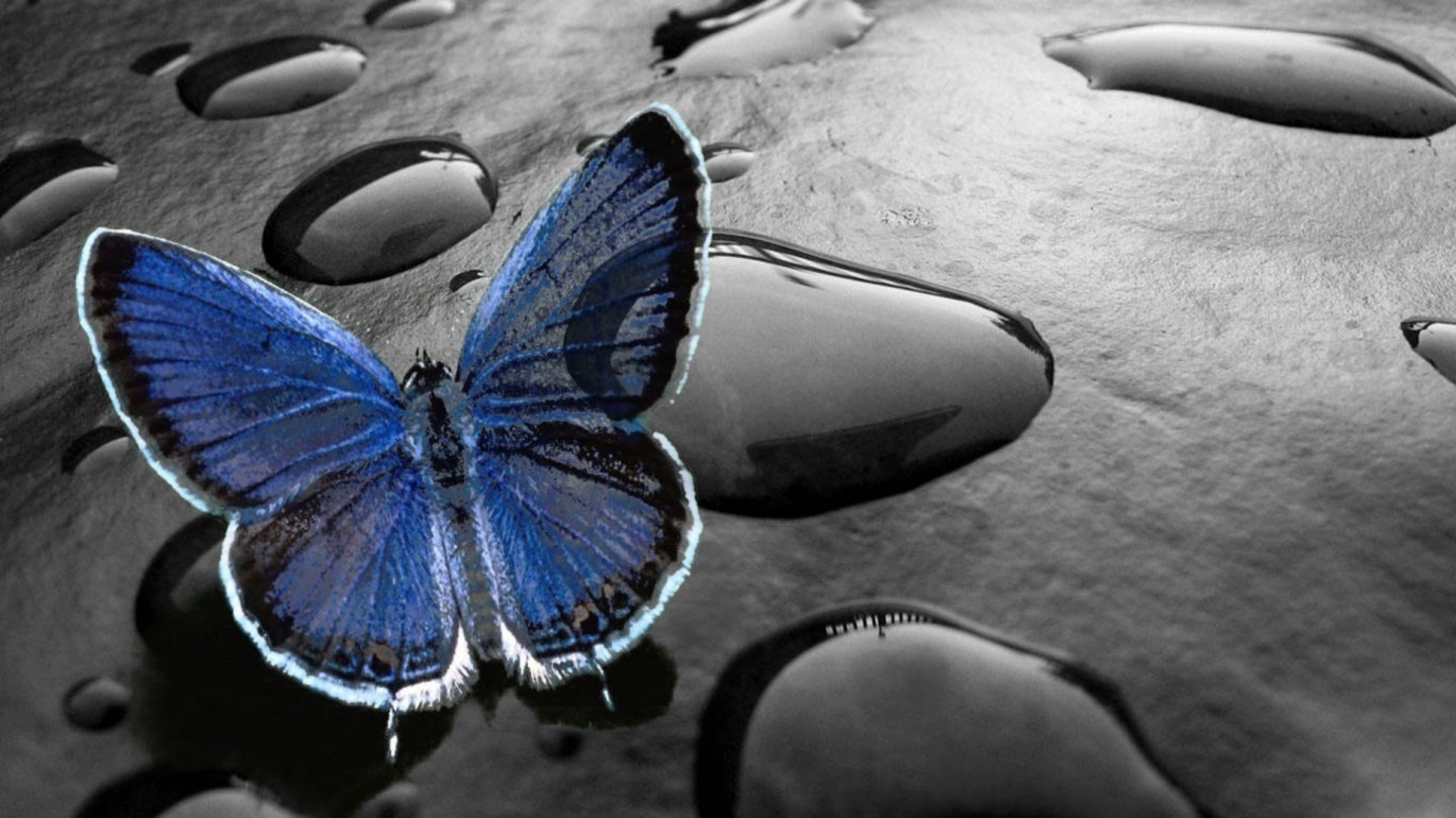 3d live wallpapers hd,butterfly,moths and butterflies,insect,blue,nature