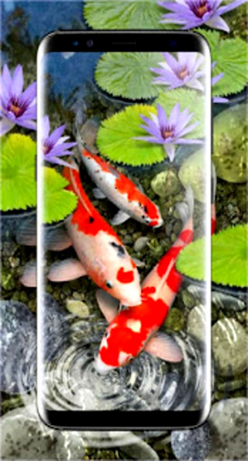 3d live wallpapers hd,koi,pond,fish,fish pond,organism