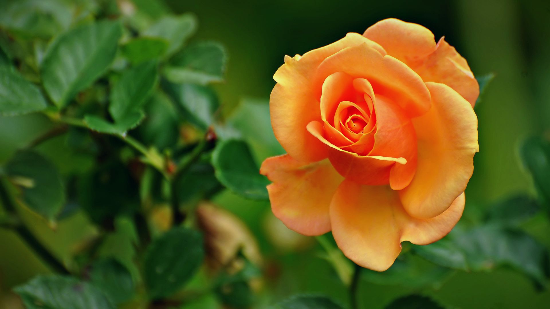 download gratuito di sfondi hd,fiore,pianta fiorita,julia child rose,petalo,rose da giardino