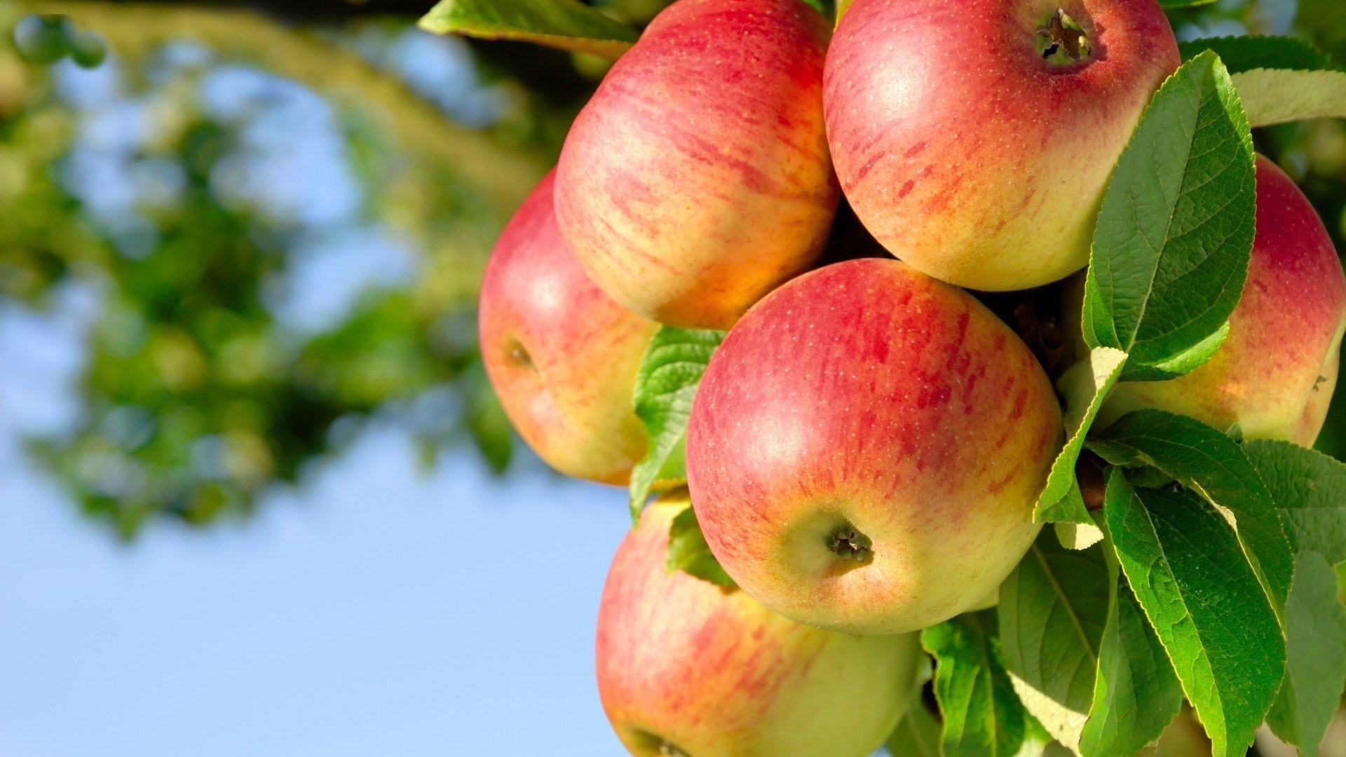 hd wallpapers free download,fruit,plant,flowering plant,apple,peach