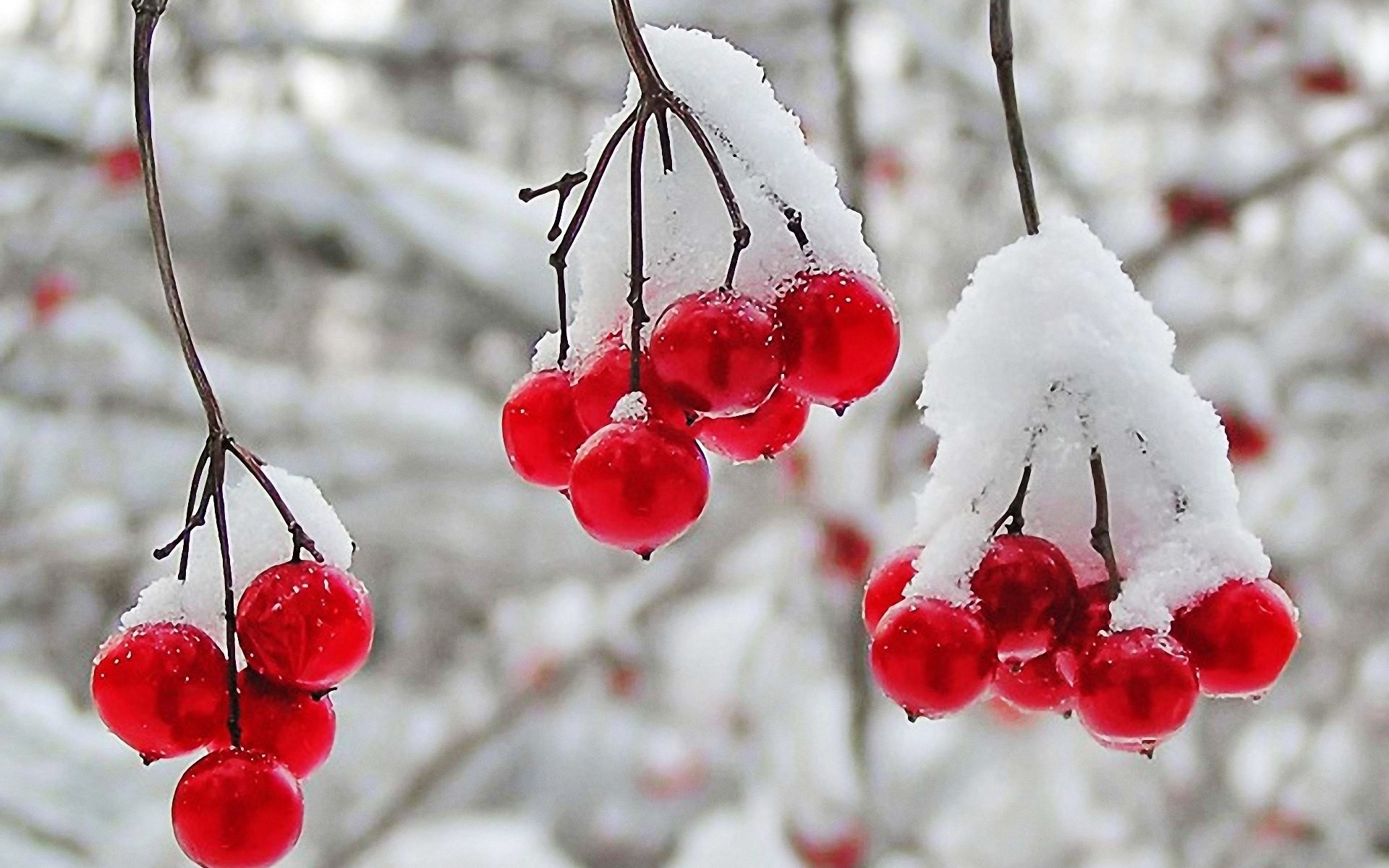 descarga gratuita de fondos de pantalla hd,rojo,congelación,planta,escarcha,invierno