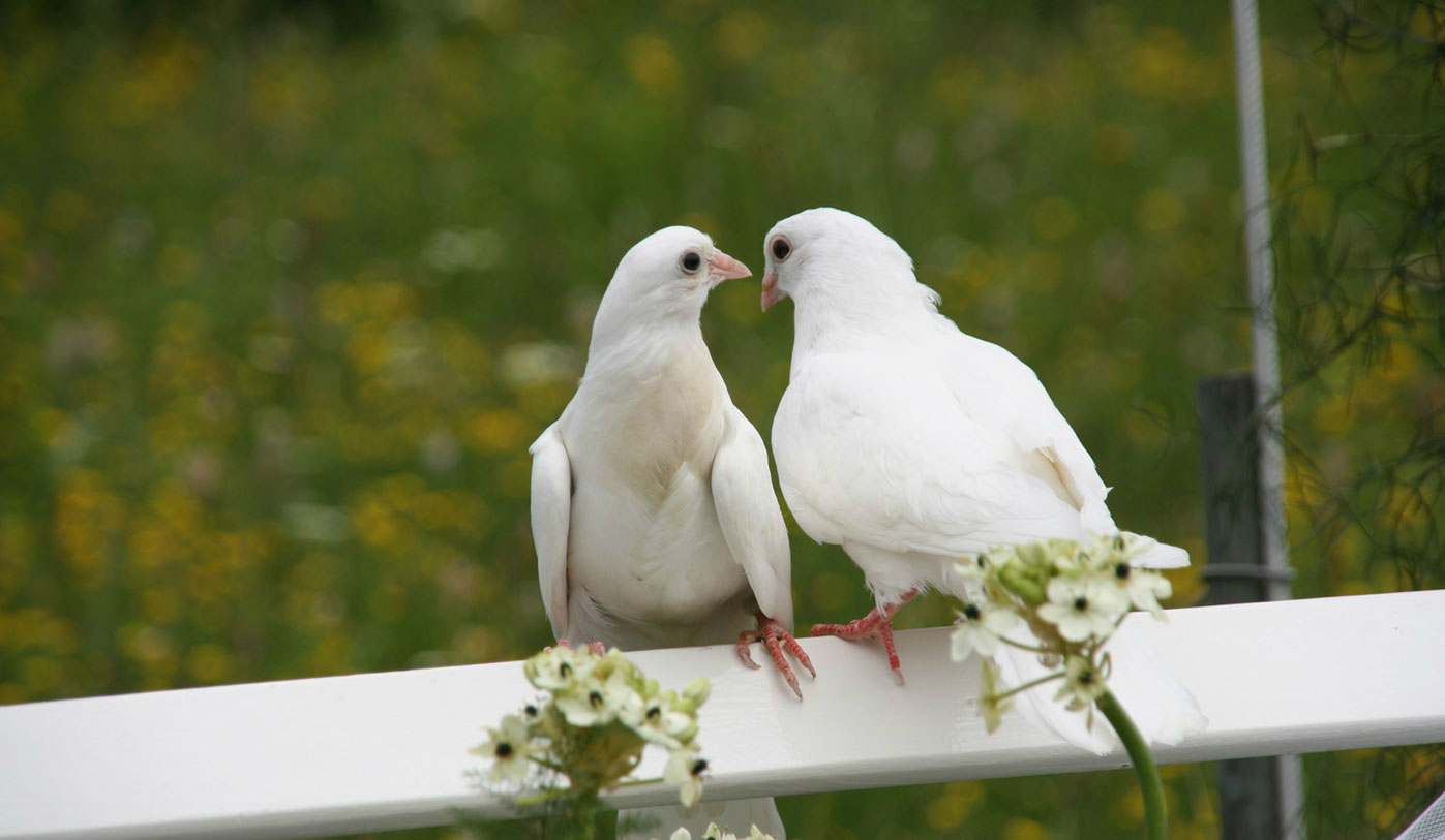 Hdの壁紙無料ダウンロード 鳥 白い ハトとハト 岩鳩 野生動物 Wallpaperuse