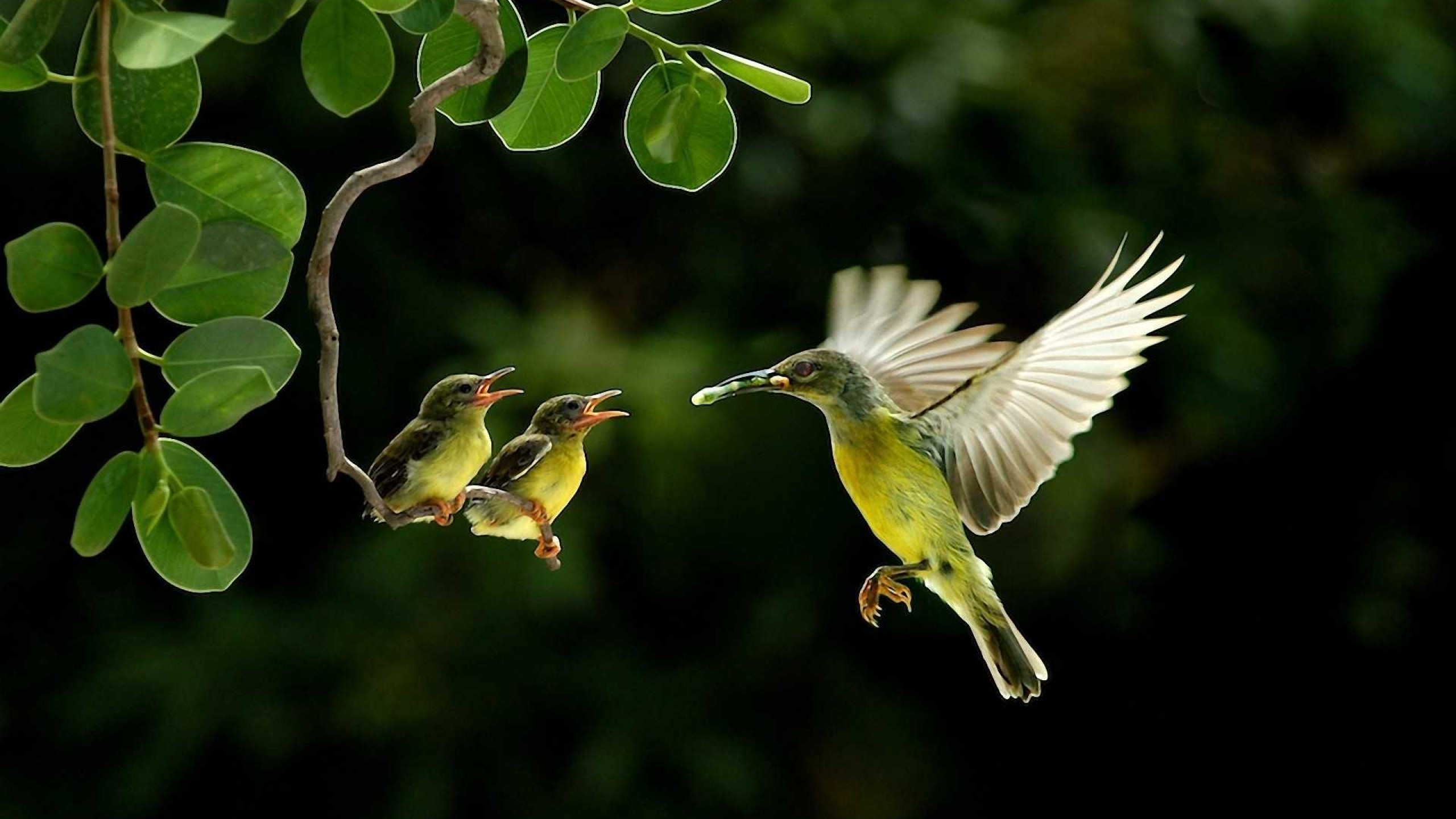 download gratuito di sfondi hd,uccello,colibrì,natura,ala,pianta