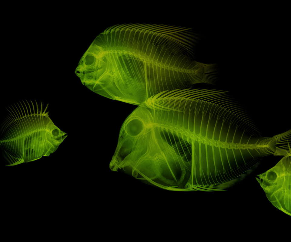 wallpapers for mobile phones,green,organism,fish,bioluminescence,marine biology