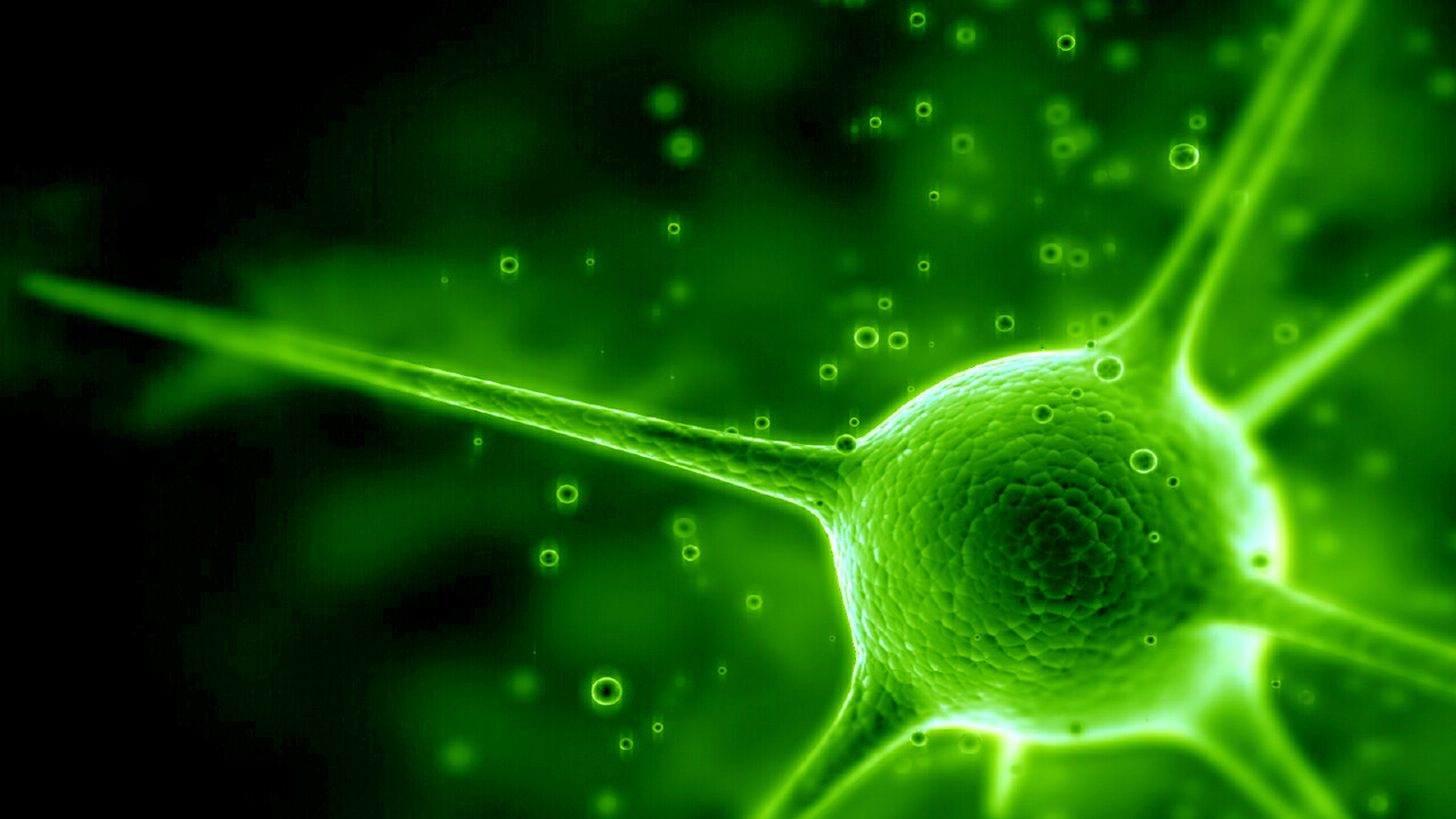 fondo de pantalla de microbiología,verde,agua,fotografía macro,hoja,de cerca