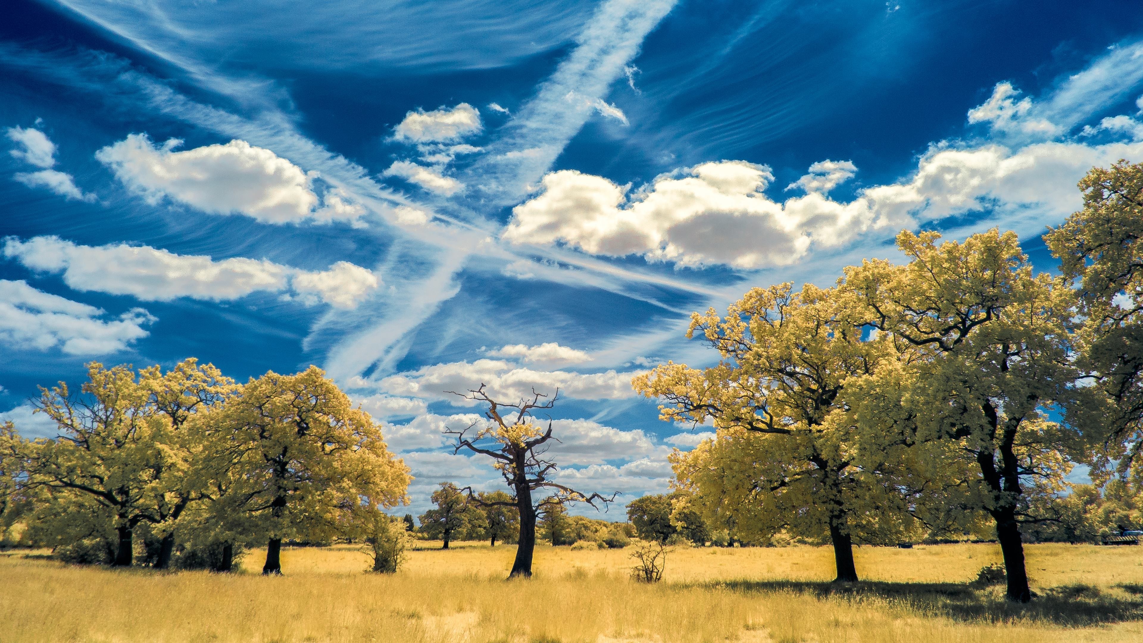 晴天の壁紙,空,自然の風景,自然,木,雲