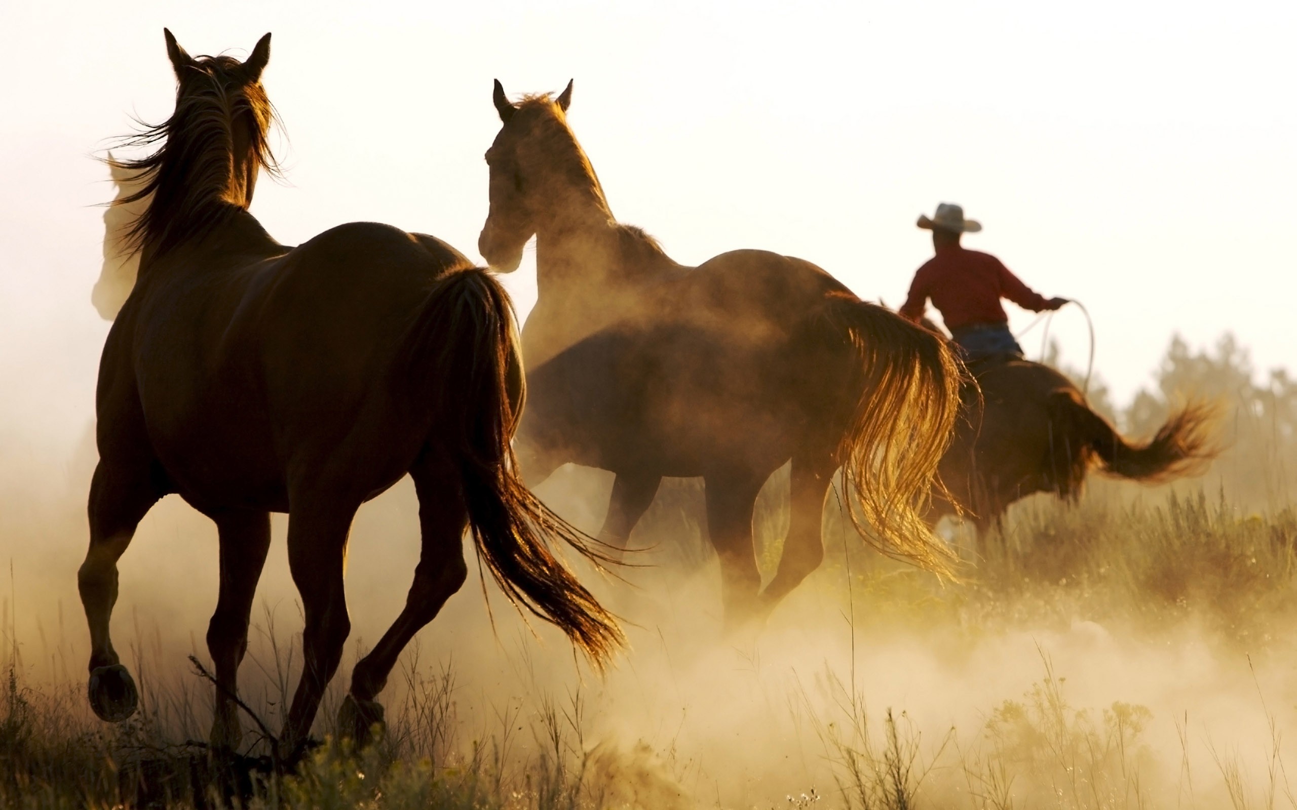 fond d'écran cowboy hd,cheval,cheval mustang,troupeau,étalon,prairie