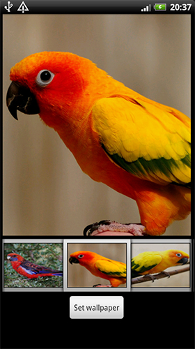 fond d'écran interactivo,oiseau,perroquet,perruche,orange,inséparable