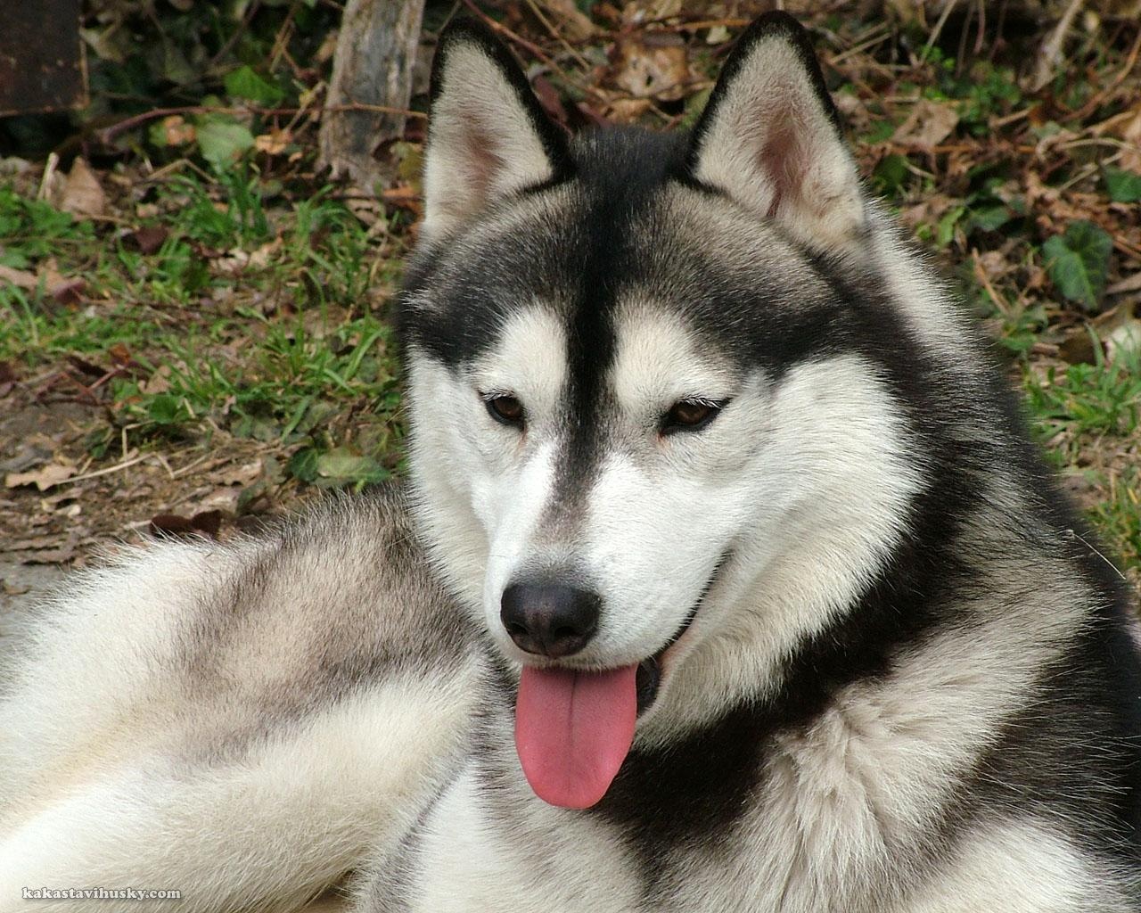 wallpaper interactivo,hund,sibirischer husky,sakhalin husky,alaskan malamute