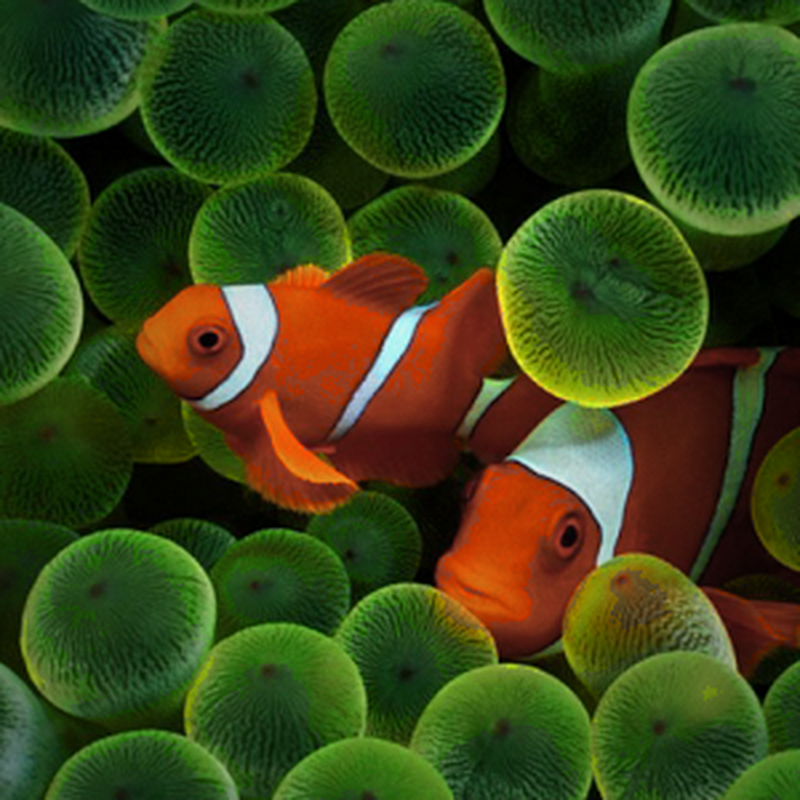 wallpaper que se mexem para pc,marine biology,organism,anemone fish,fish,pomacentridae