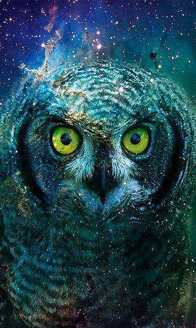 owl phone wallpaper,owl,bird of prey,bird,eye,western screech owl