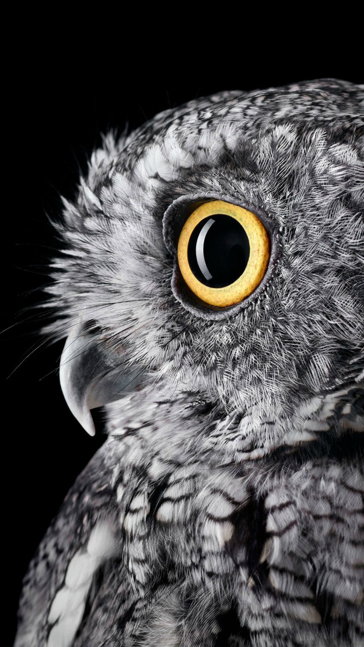 owl phone wallpaper,bird,owl,western screech owl,beak,eastern screech owl