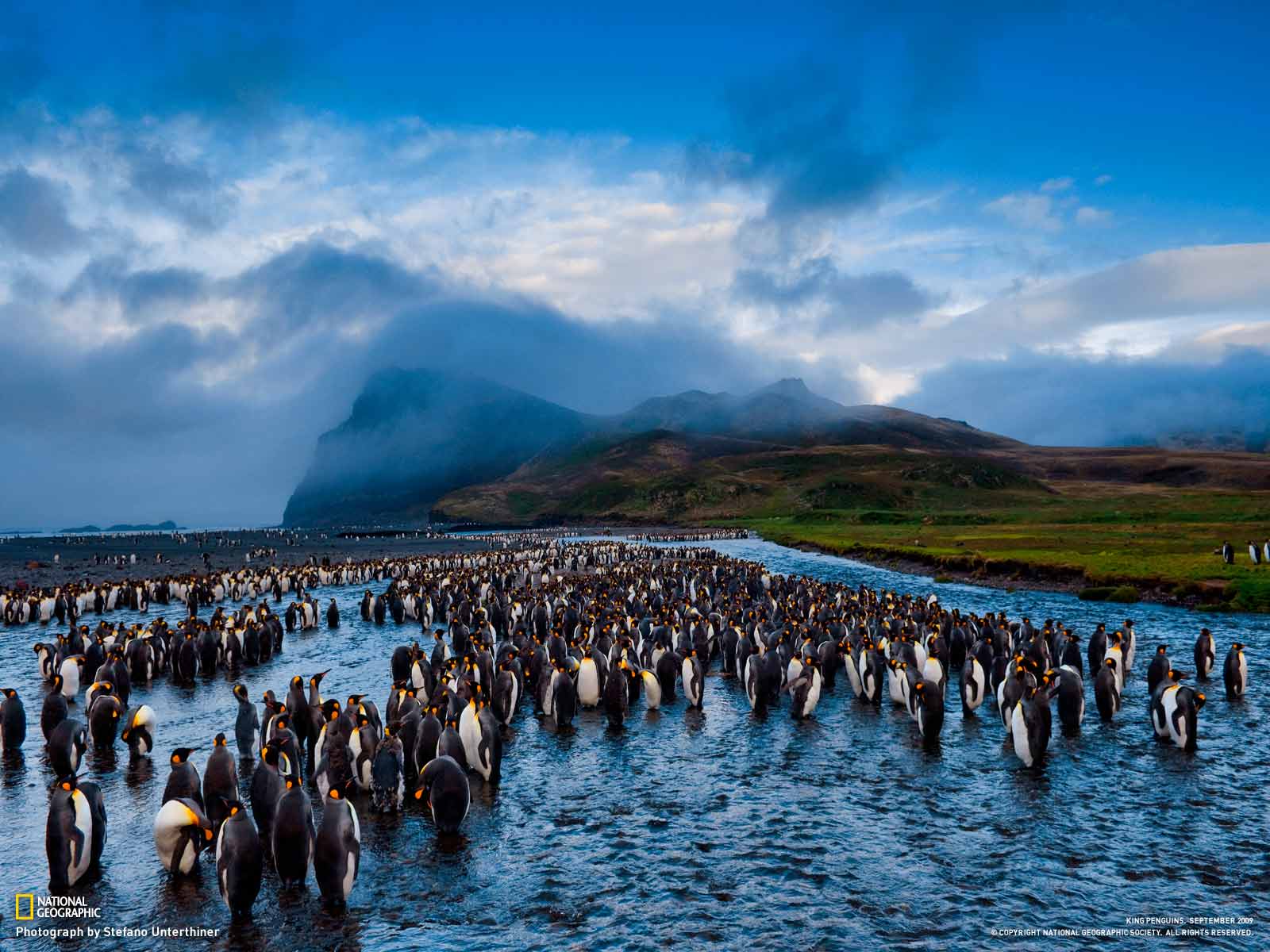 nat geo hd wallpaper,king penguin,flightless bird,penguin,emperor penguin,herd