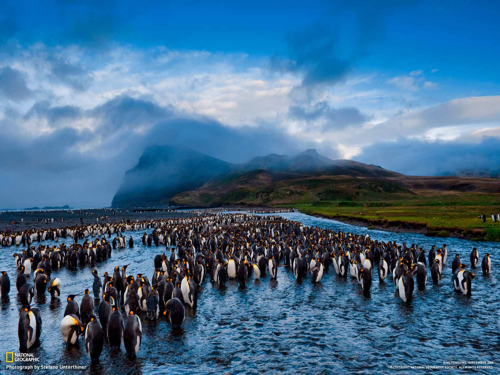 nat geo hd wallpaper,königspinguin,flugunfähiger vogel,pinguin,kaiserpinguin,herde