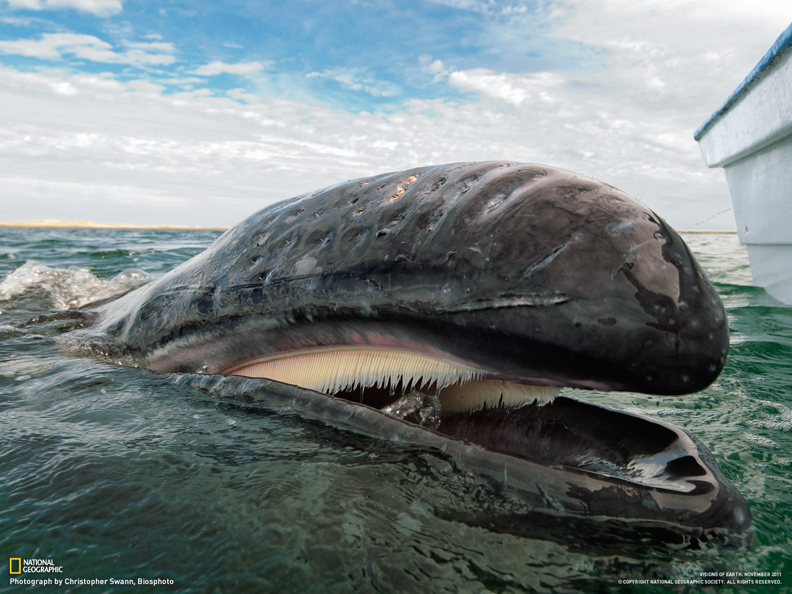 nat geo hd wallpaper,marine mammal,mouth,adaptation,marine biology,grey whale
