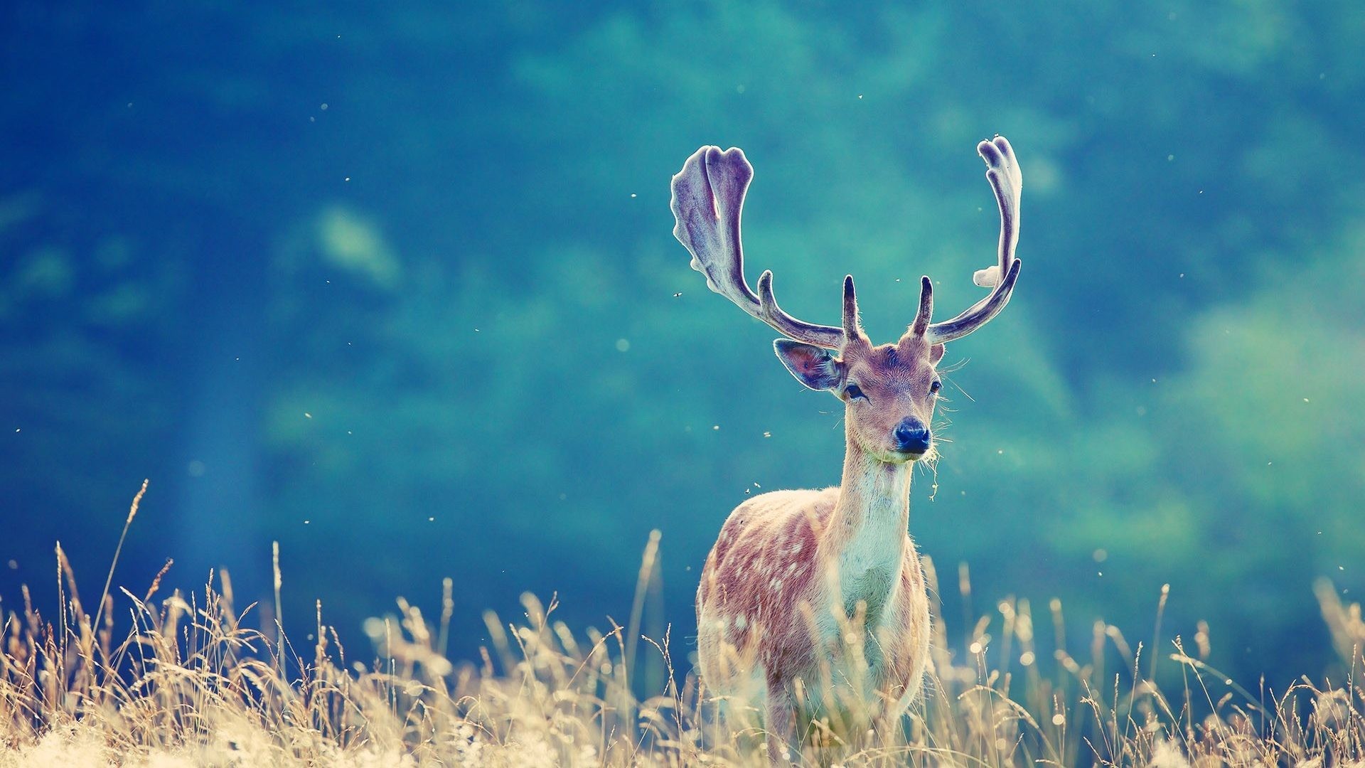 nat geo hd wallpaper,tierwelt,hirsch,geweih,horn,weißwedelhirsch