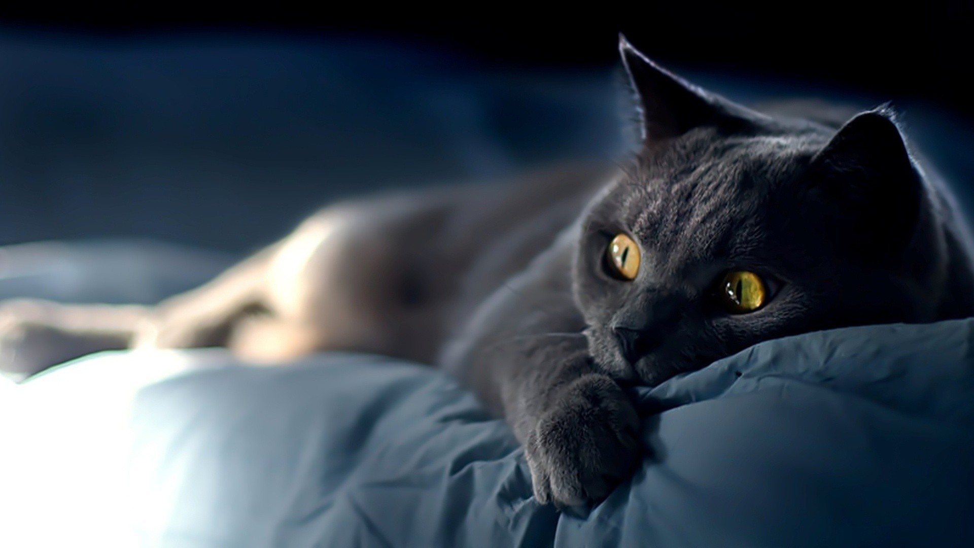 hd wallpaper für pc 1920x1080,katze,kleine bis mittelgroße katzen,felidae,schnurrhaare,chartreux