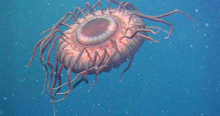 fondos de pantalla de criaturas marinas,invertebrado,invertebrados marinos,cnidaria,biología marina,medusa