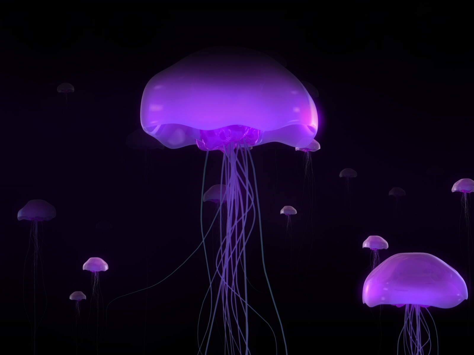sea creature wallpaper,jellyfish,cnidaria,violet,bioluminescence,purple