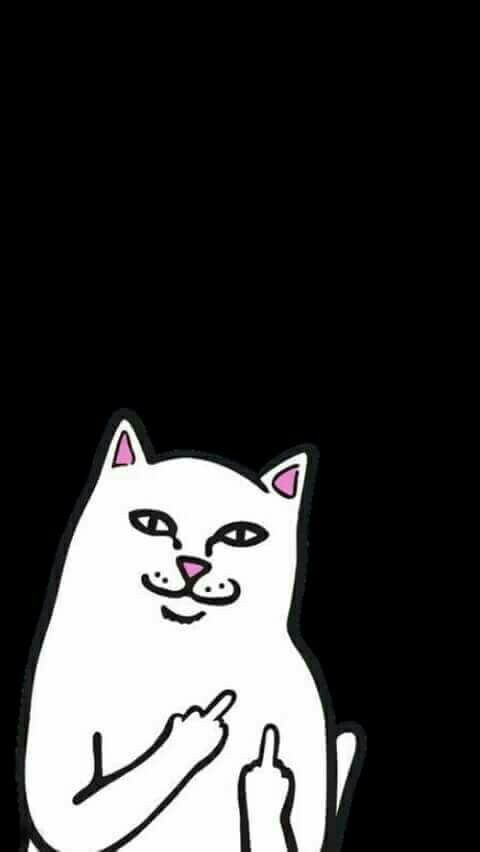 ripndip fondos de pantalla hd,gato,blanco,negro,gatos pequeños a medianos,felidae