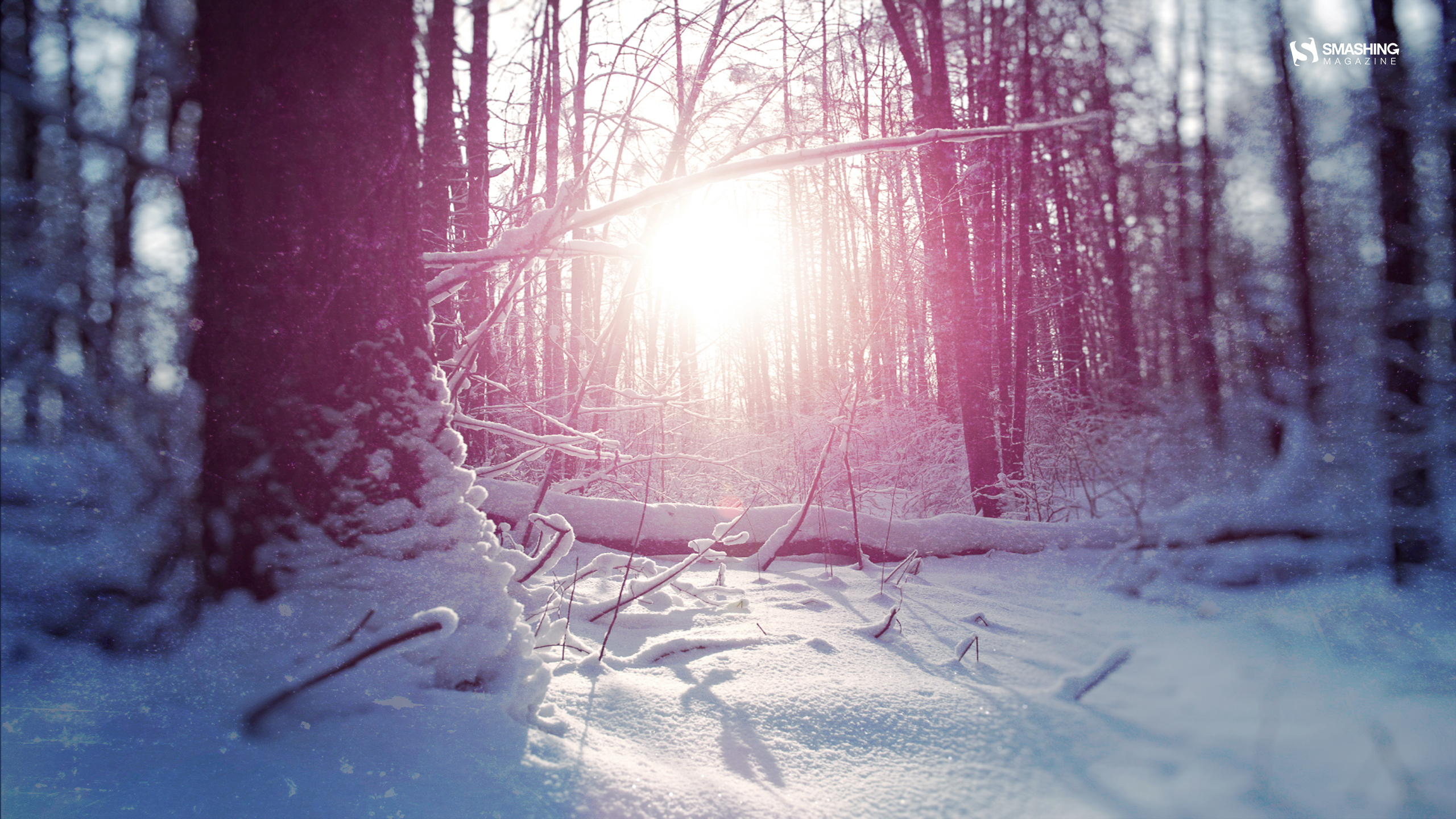 immagini di gennaio sfondo,inverno,neve,albero,congelamento,luce del sole