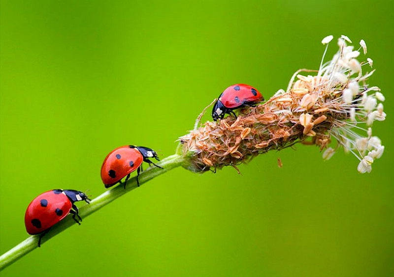 wallpaper bugs,ladybug,insect,invertebrate,macro photography,beetle