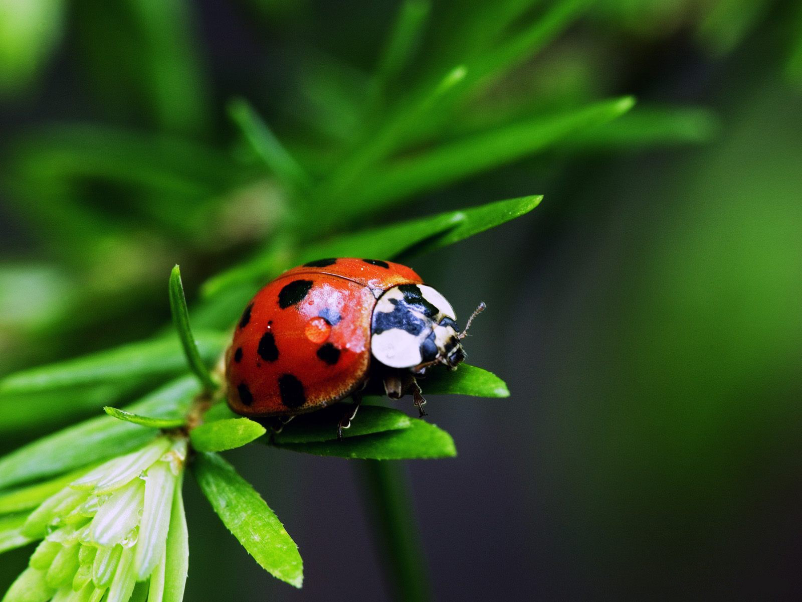wallpaper bugs,ladybug,insect,macro photography,nature,beetle