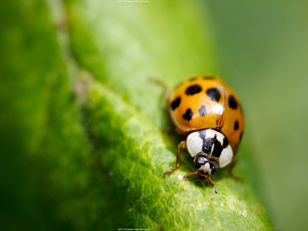 wallpaper bugs,ladybug,insect,macro photography,nature,beetle