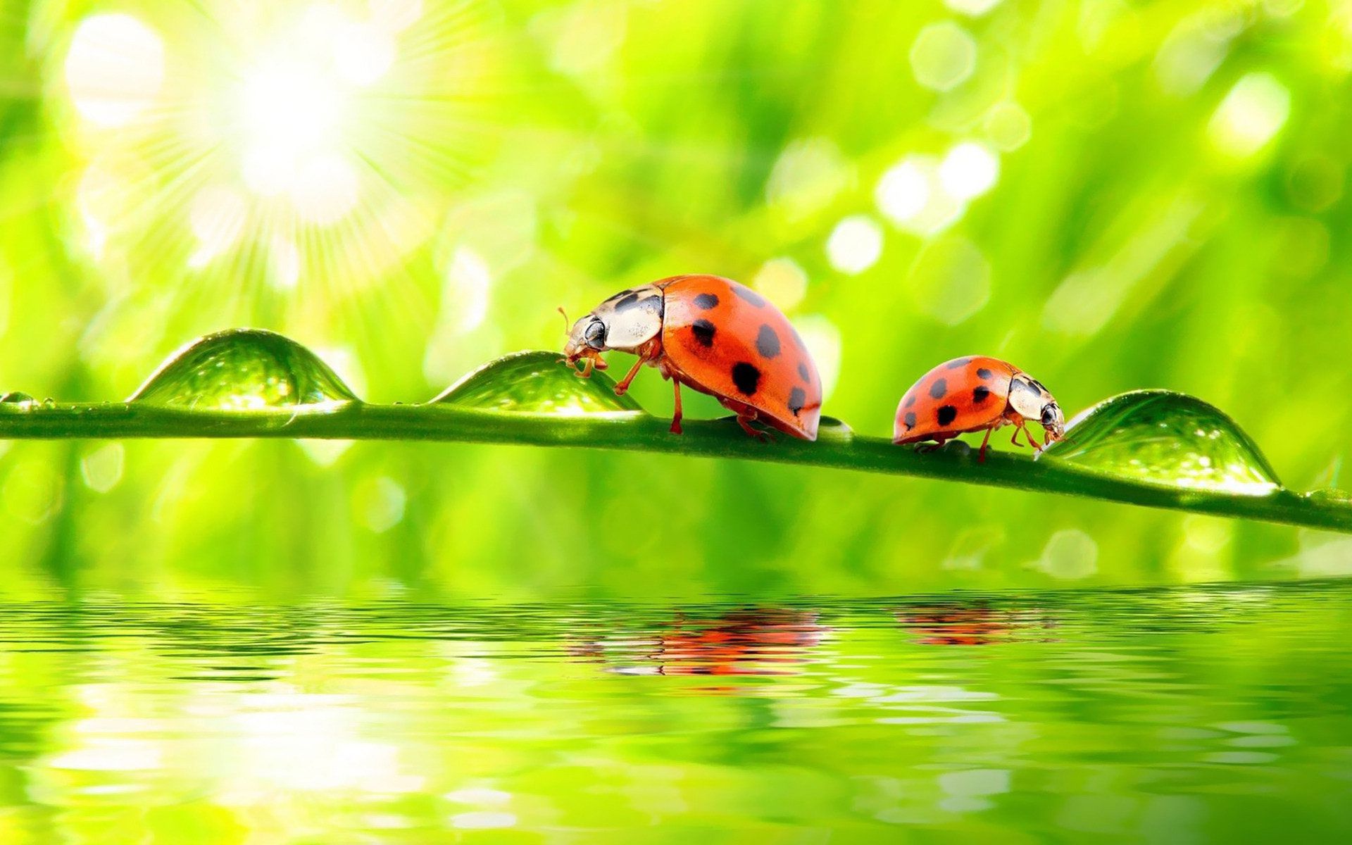 wallpaper bugs,ladybug,green,nature,water,leaf