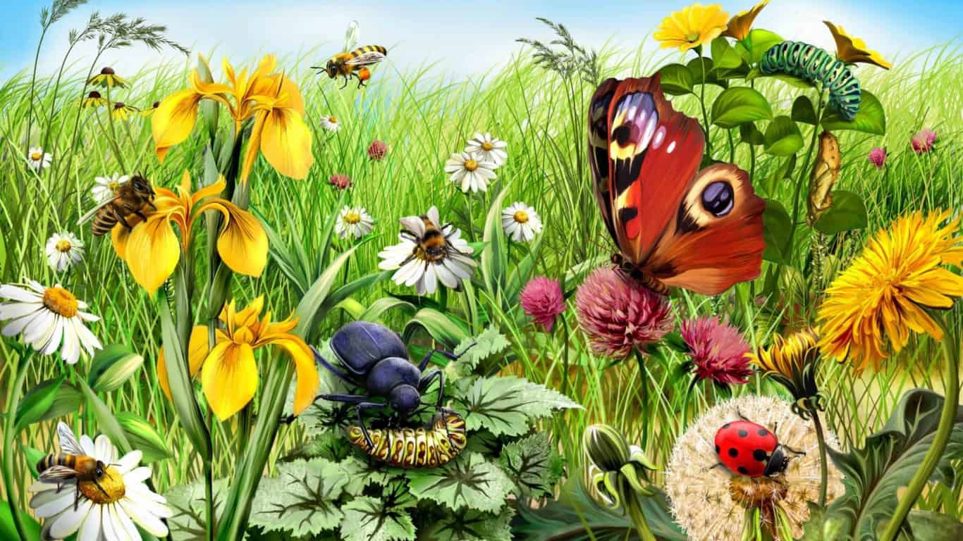 bugs de papier peint,sous genre de cynthia,papillon,aglais io,fleur,paysage naturel